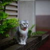 さすが飼い猫 ポーズ取れてる^^