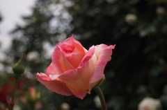 京王フローラルガーデン・アンジェ４