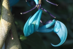 初音ミクちゃん