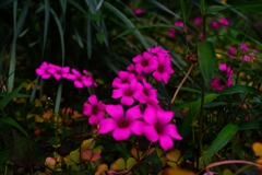 本日 天気予報に翻弄され② 本日 天気予報に翻弄され②