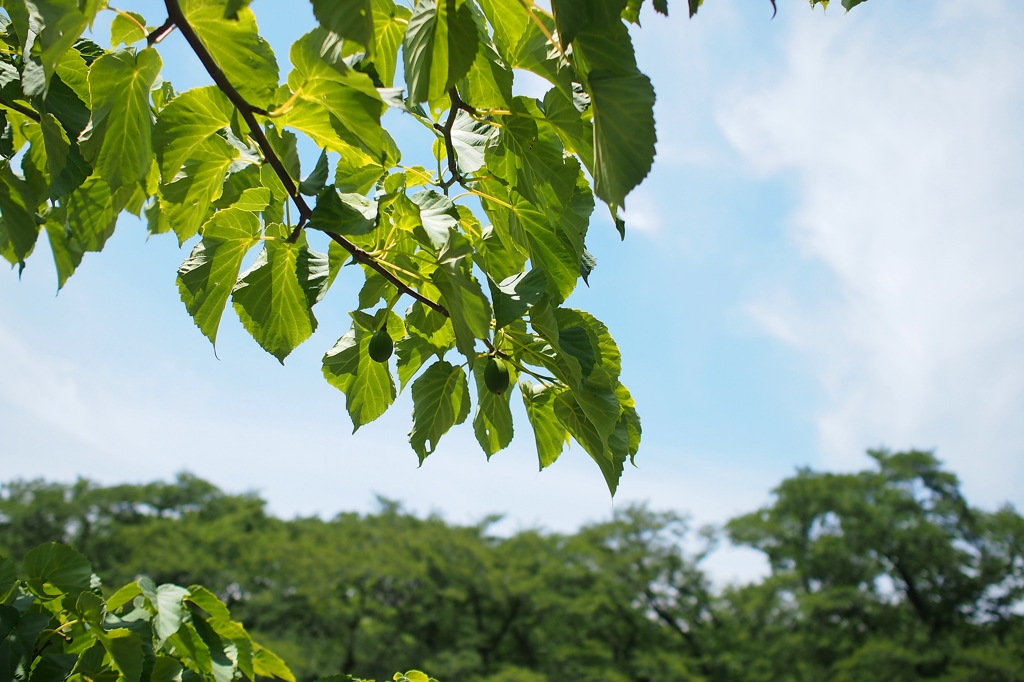Davidia involucrata