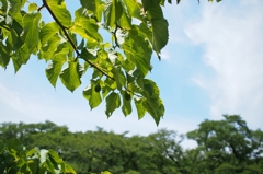 Davidia involucrata