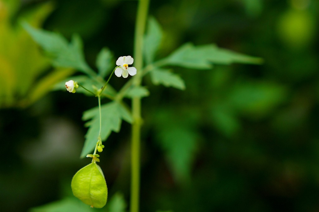季を逸しても咲くわ♪