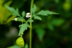 季を逸しても咲くわ♪