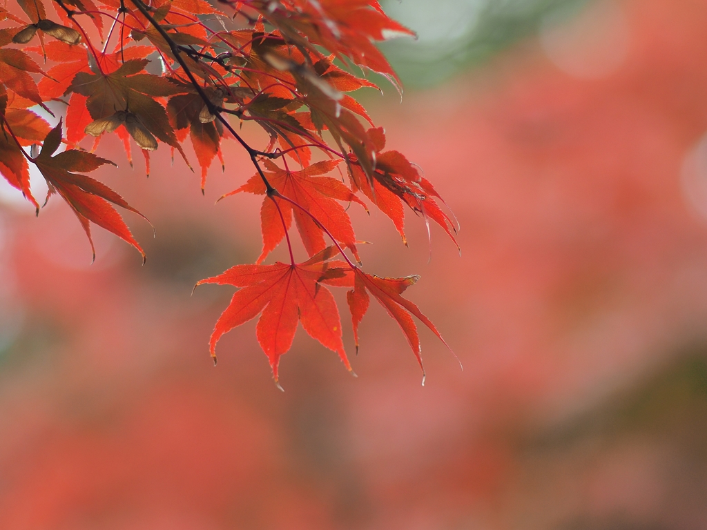 高幡不動尊 2018