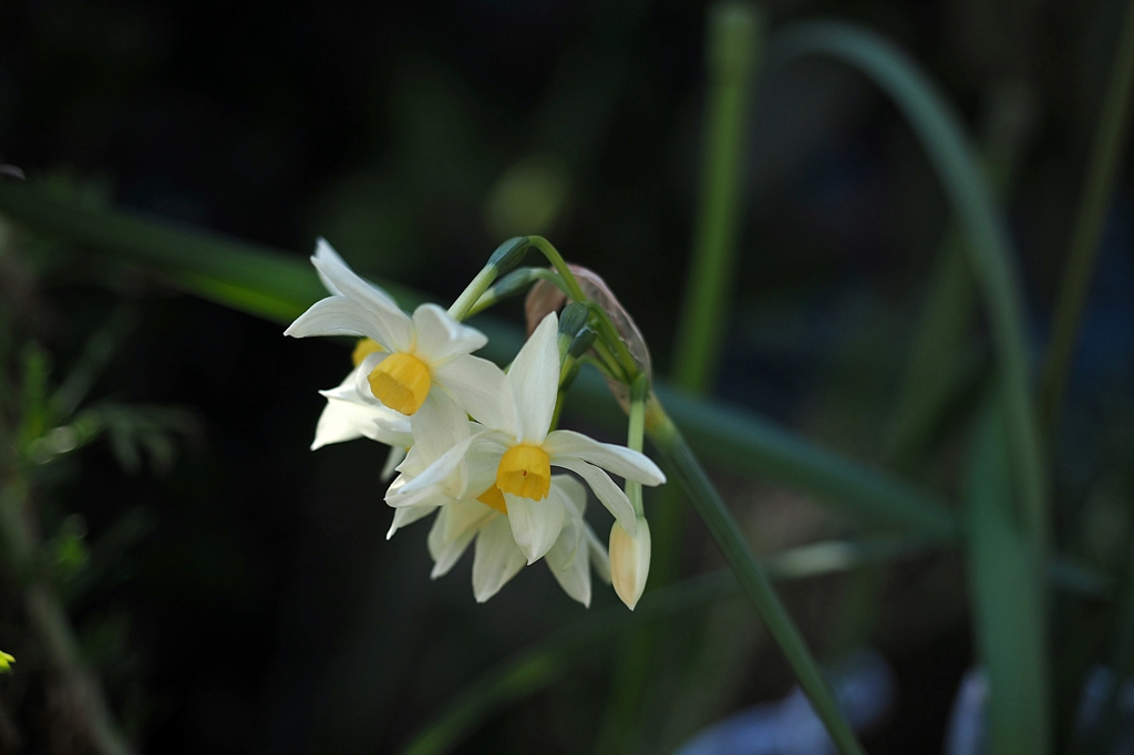 悲しきナルシシズム