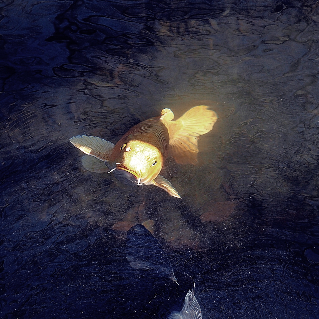 Golden Carp
