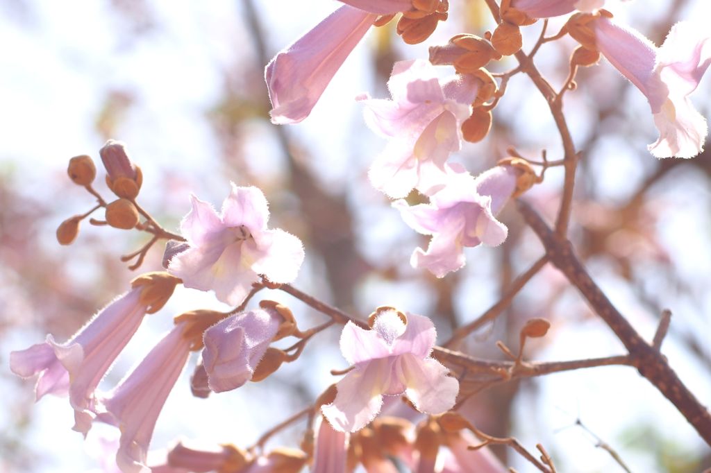 桐の花ですよ。