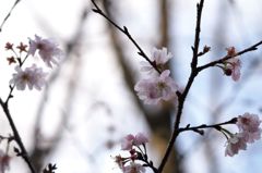 いつ咲くの？今でしょ。