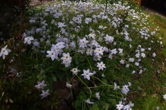 ハナニラの六芒星はベツレヘムの星か？