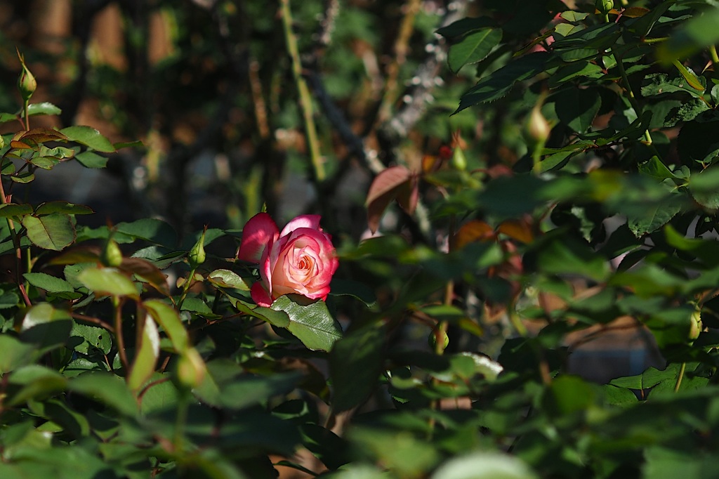 貴方を探していました