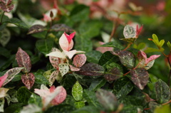 狂おしく君を愛す