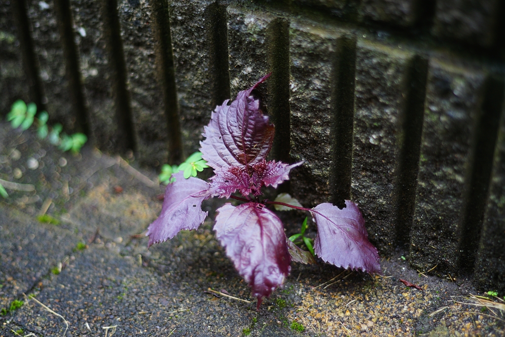紫蘇っ葉の主張