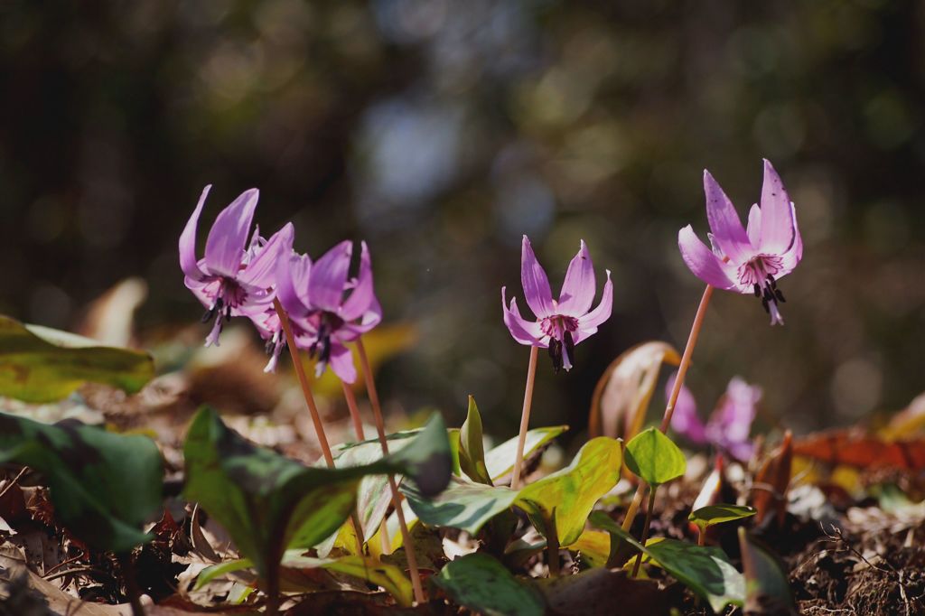 城山かたくりの里１