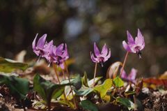 城山かたくりの里１