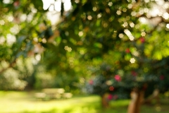 Industar-61 L/Z 50mm f2.8