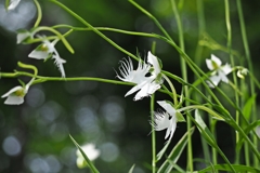 2017 仇し心は無けれども