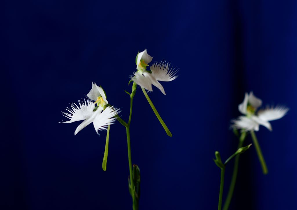 光の天使 その名はルシファー