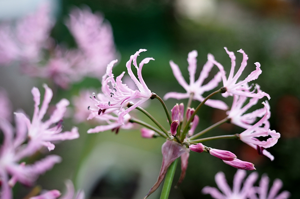 リリー待ってるよ2015