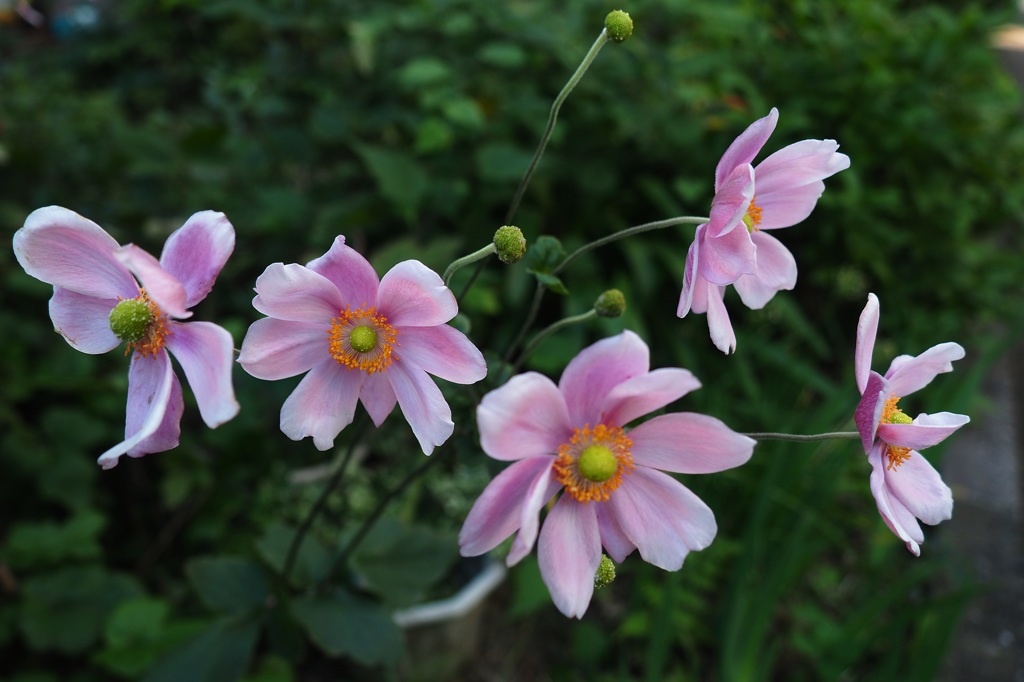 アネモネの悲しい伝説