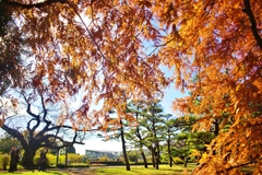 メタセコイヤ晩秋