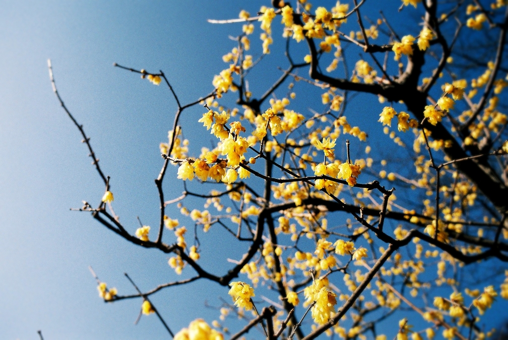 Good bye Japanese allspice