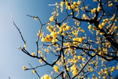 Good bye Japanese allspice