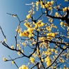 Good bye Japanese allspice