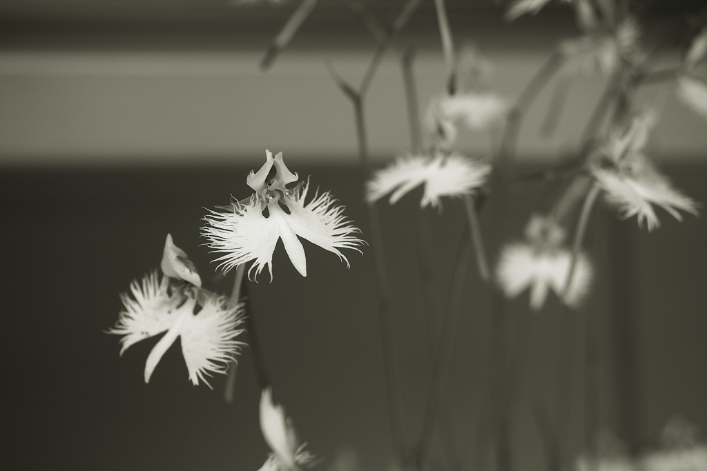 君をおきて仇し心はなけれども 　番外編