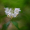 母と子の森