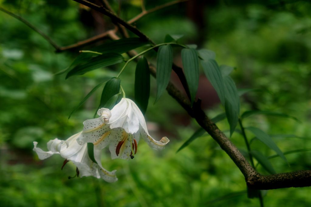 パーマネント山百合