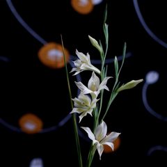 グラジオラス：うっそ～～