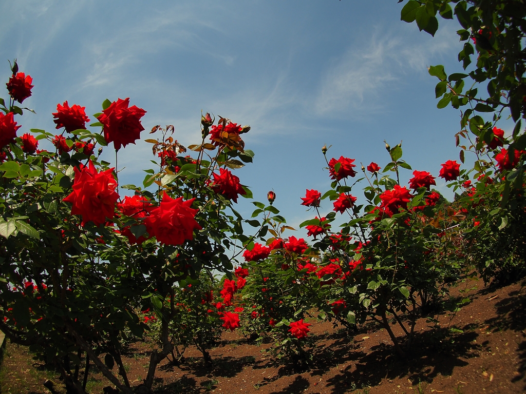 ZUIKO DIGITAL ED 8mm F3.5 Fisheye