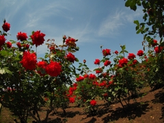 ZUIKO DIGITAL ED 8mm F3.5 Fisheye