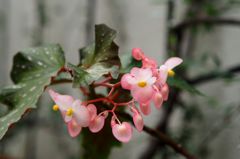 センパフローレンス