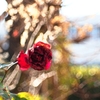 咆哮する錆びた薔薇