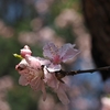 神代　アーモンド咲く ２