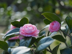SIGMA 60mm F2.8 DN｜Art