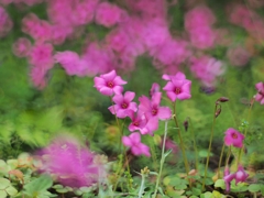 徒歩40歩（往復）以内の楽園