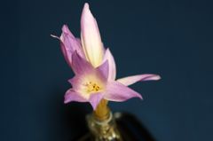 ようこそ ビオランテ