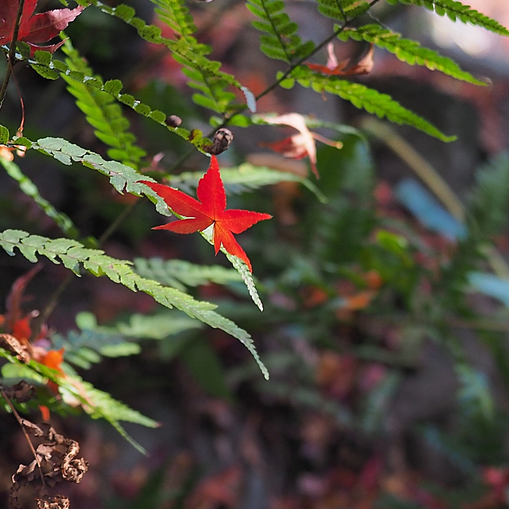赤い彗星：シャー・アズナブル