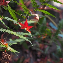 赤い彗星：シャー・アズナブル