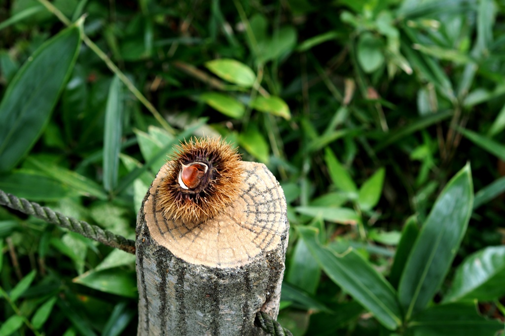 マイク・ワゾウスキ（Michael Wazowski）