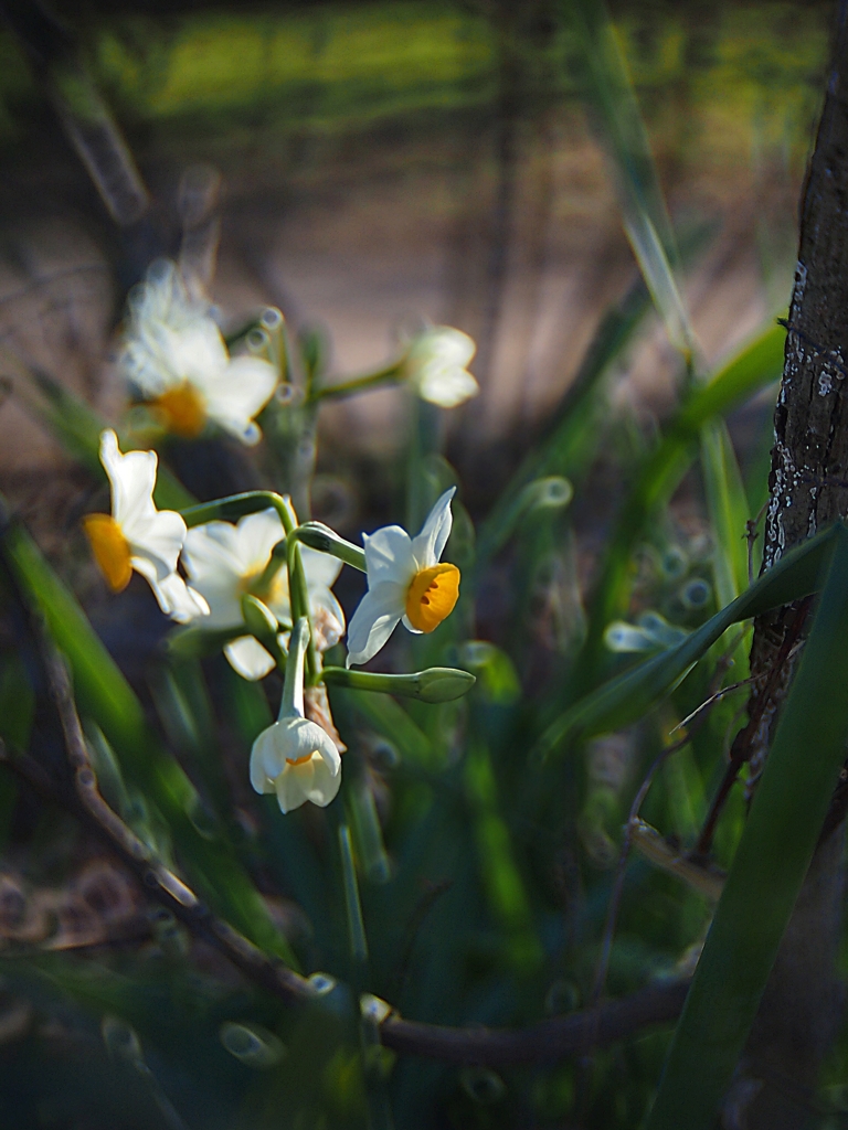 Illuminar(イルミナー) 25mm f1.4