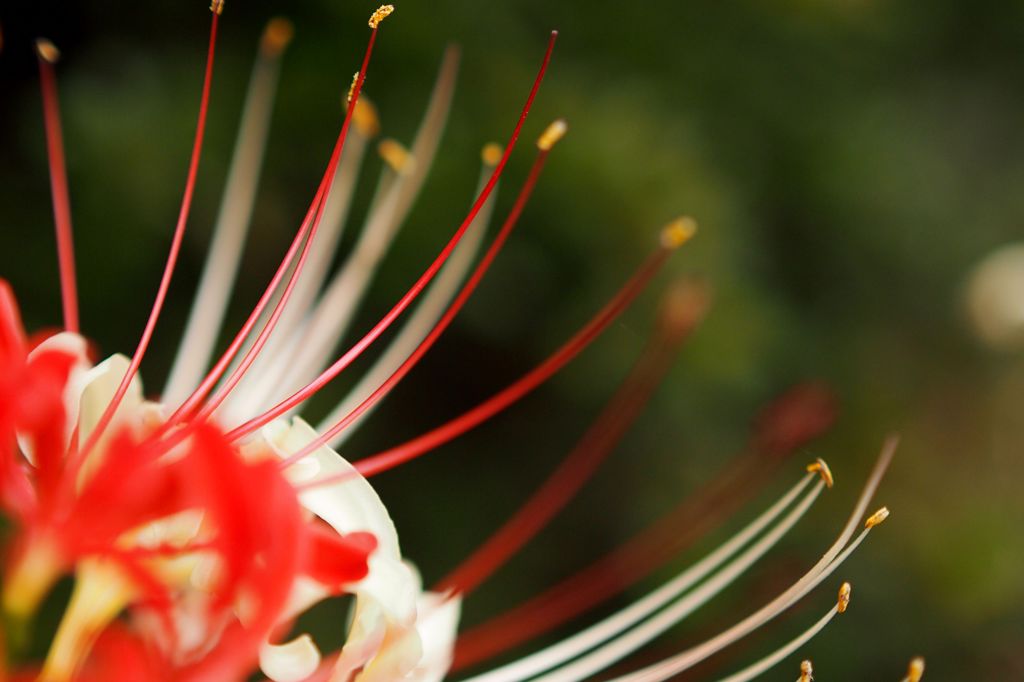 花魁の簪（かんざし）