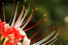 花魁の簪（かんざし）