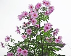 Emperorと言う名の花②