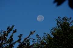 Good Mooning