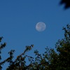 Good Mooning