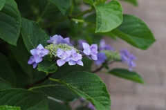 可愛くって美しいって素敵 ♪